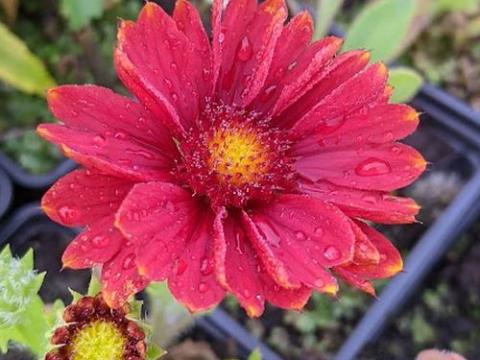 Gaillardia aristata 'Arizona Red'