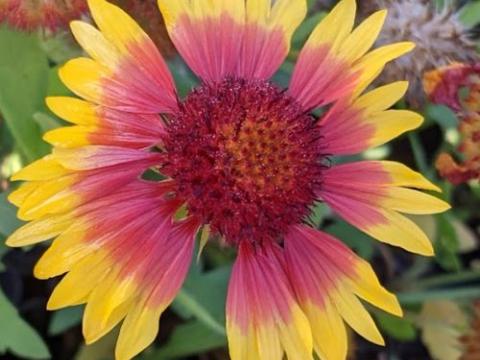 Gaillardia 'Kobold'