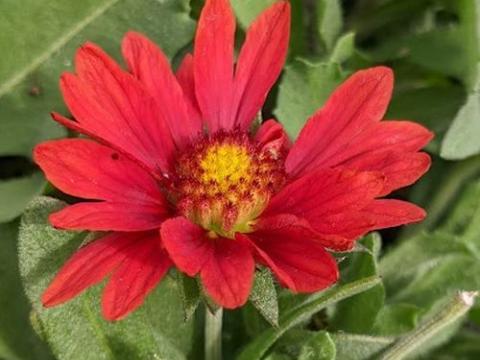 Gaillardia aristata 'Mesa Red'