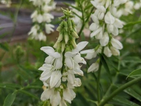 Galega officinalis 'Alba'