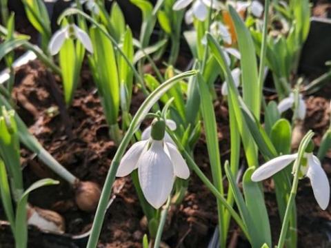 Galanthus elwesii