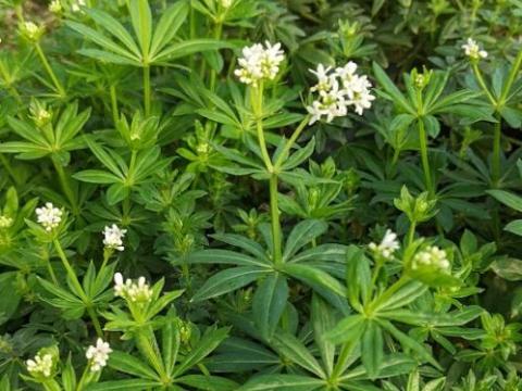 Galium odoratum (Asperula )
