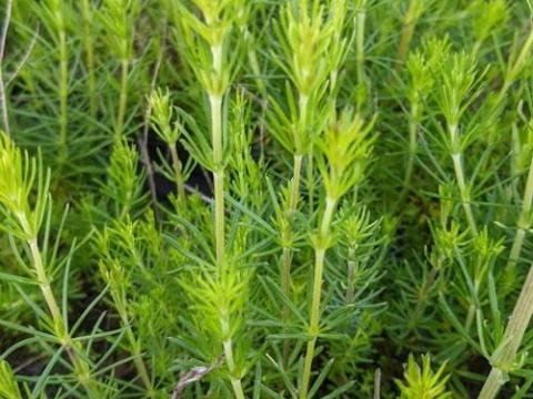 Galium verum