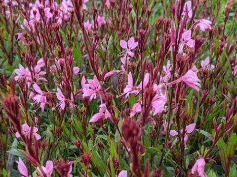 Gaura lindheimeri  BABY BUTTERFLY® DARK PINK 'PBR