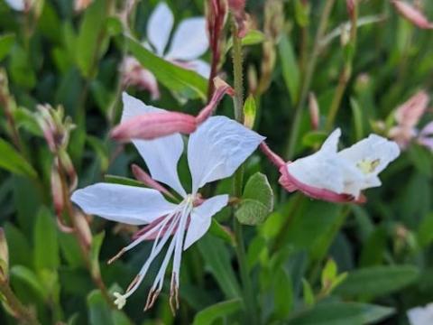 Gaura lindheimeri 'White Dove' PBR