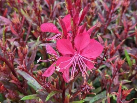 Gaura lindheimeri 'Gaudi Red'®