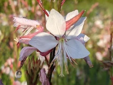 Gaura lindheimeri