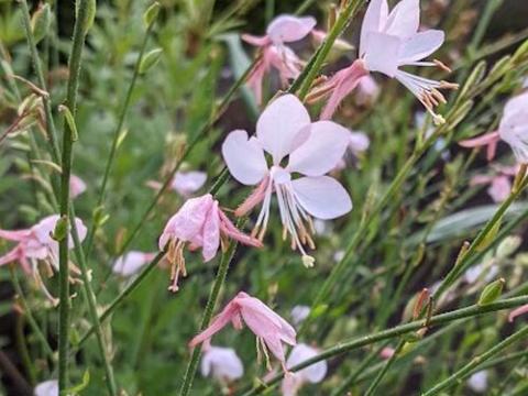 Gaura lindheimeri 'Short Form'