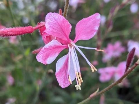 Gaura lindheimeri 'Siskiyou Pink'