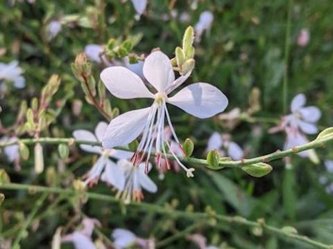 Gaura lindheimeri 'Sparkle White'