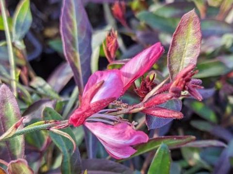 Gaura lindheimeri 'Summer Emotions'