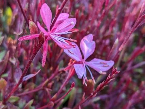 Gaura lindheimeri 'Sunset Dreams'