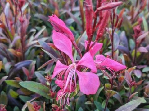 Gaura lindheimeri 'Tutti Frutti'