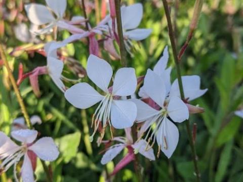 Gaura lindheimeri 'Snowbird'