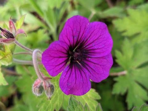Geranium 'Ann Folkard'