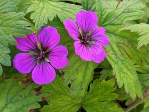 Geranium 'Anne Thomson'