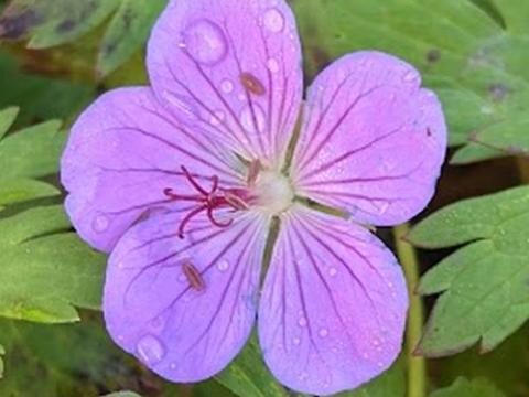 Geranium 'Blue Sunrise'®  (wall.)
