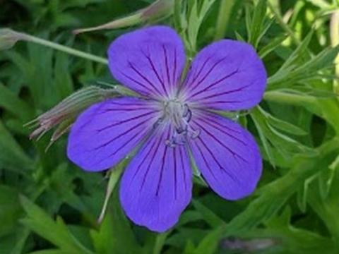 Geranium 'Brookside'