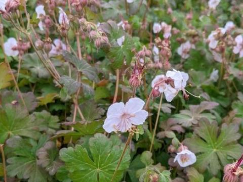 Geranium cantabrigiense 'St Ola'