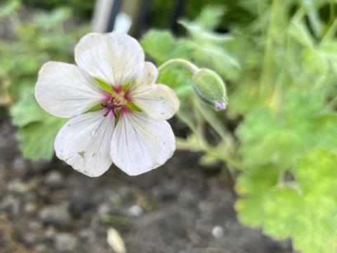 Geranium 'Coombland White'