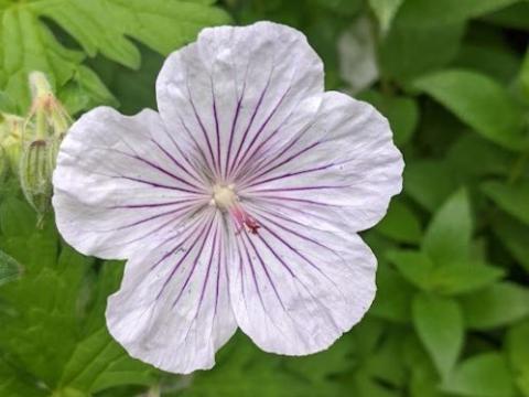 Geranium himalayense 'Derrick Cook'