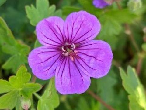 Geranium 'Dilys' (sang. x procur.)