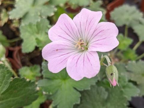 Geranium 'DREAMLAND ® (Bremdream PBR)