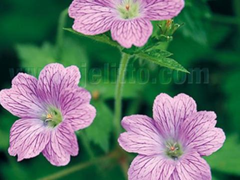 Geranium endressii