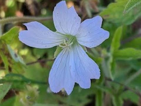Geranium endressii 'Trevor Bath'