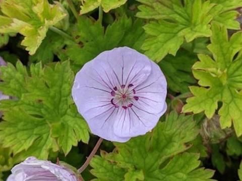 Geranium 'Lilac Ice'
