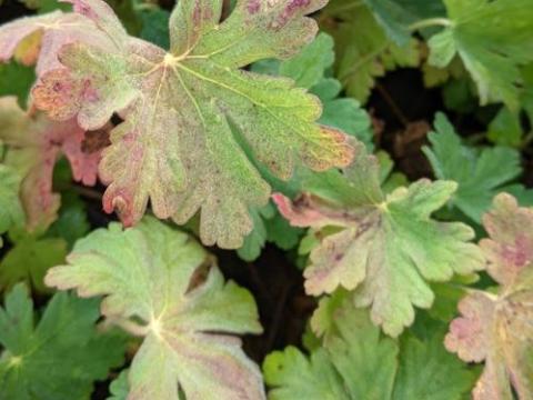 Geranium macrorrhizum 'Spessart