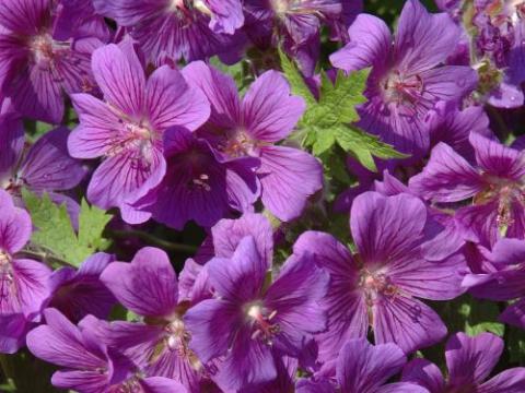 Geranium magnificum