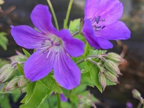 Geranium sylvaticum 'Mayflower'