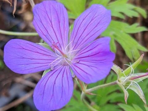 Geranium 'Nimbus'