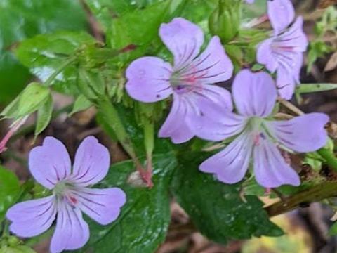 Geranium nodosum