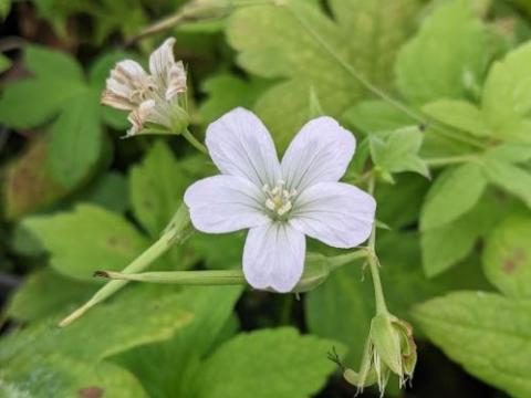 Geranium nodosum 'Silverwood'