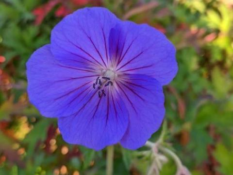 Geranium 'Orion'