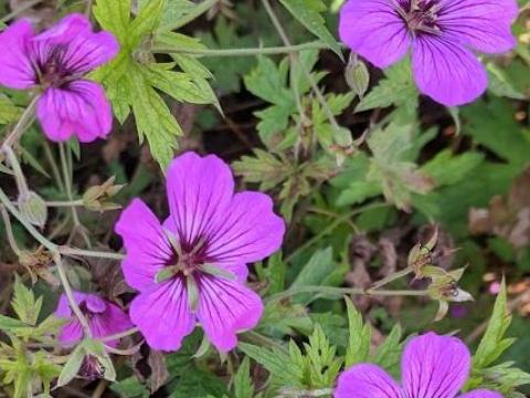 Geranium 'Patricia'
