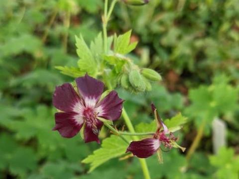 Geranium phaeum