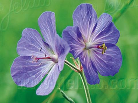 Geranium pratense