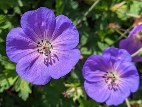 Geranium ROZANNE ® (='Gerwat'  PBR)