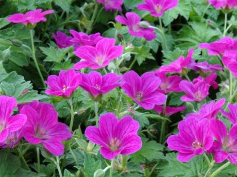 Geranium riv. 'Russel Prichard'