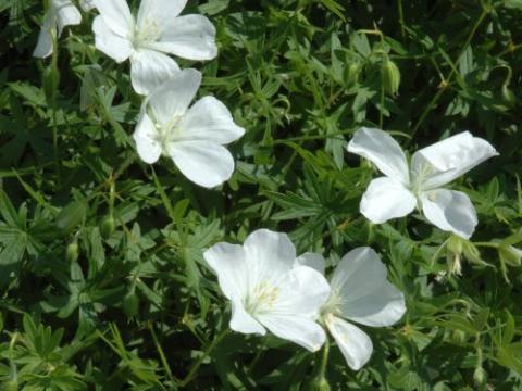 Geranium sanguineum 'Album'
