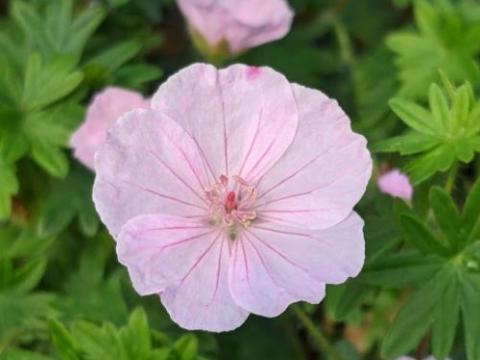 Geranium sanguineum 'Apfelblüte'
