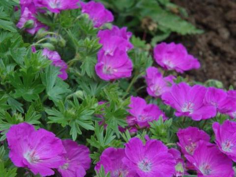 Geranium sanguineum 'Max Frei'