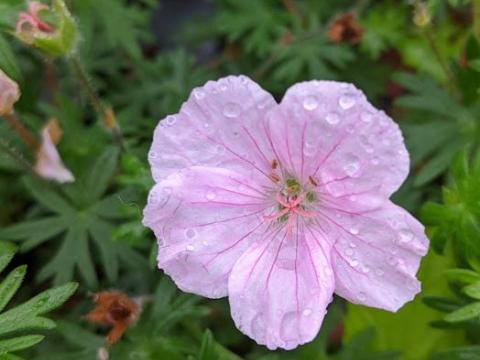 Geranium sanguineum var. striatum