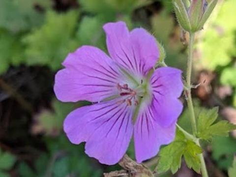 Geranium 'Sirak'
