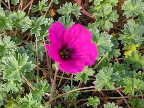 Geranium cinereum var. subcaulescens