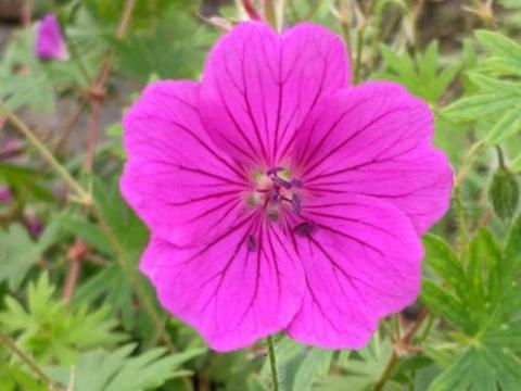 Geranium sanguineum 'Tiny Monster'