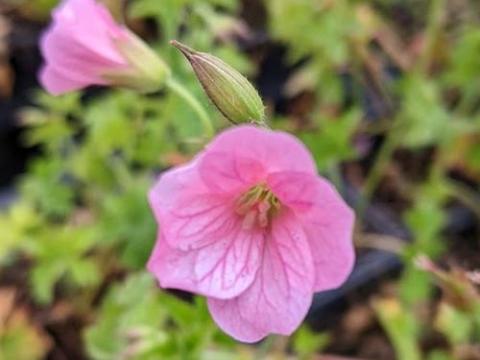 Geranium endressii 'Wargrave Pink'
